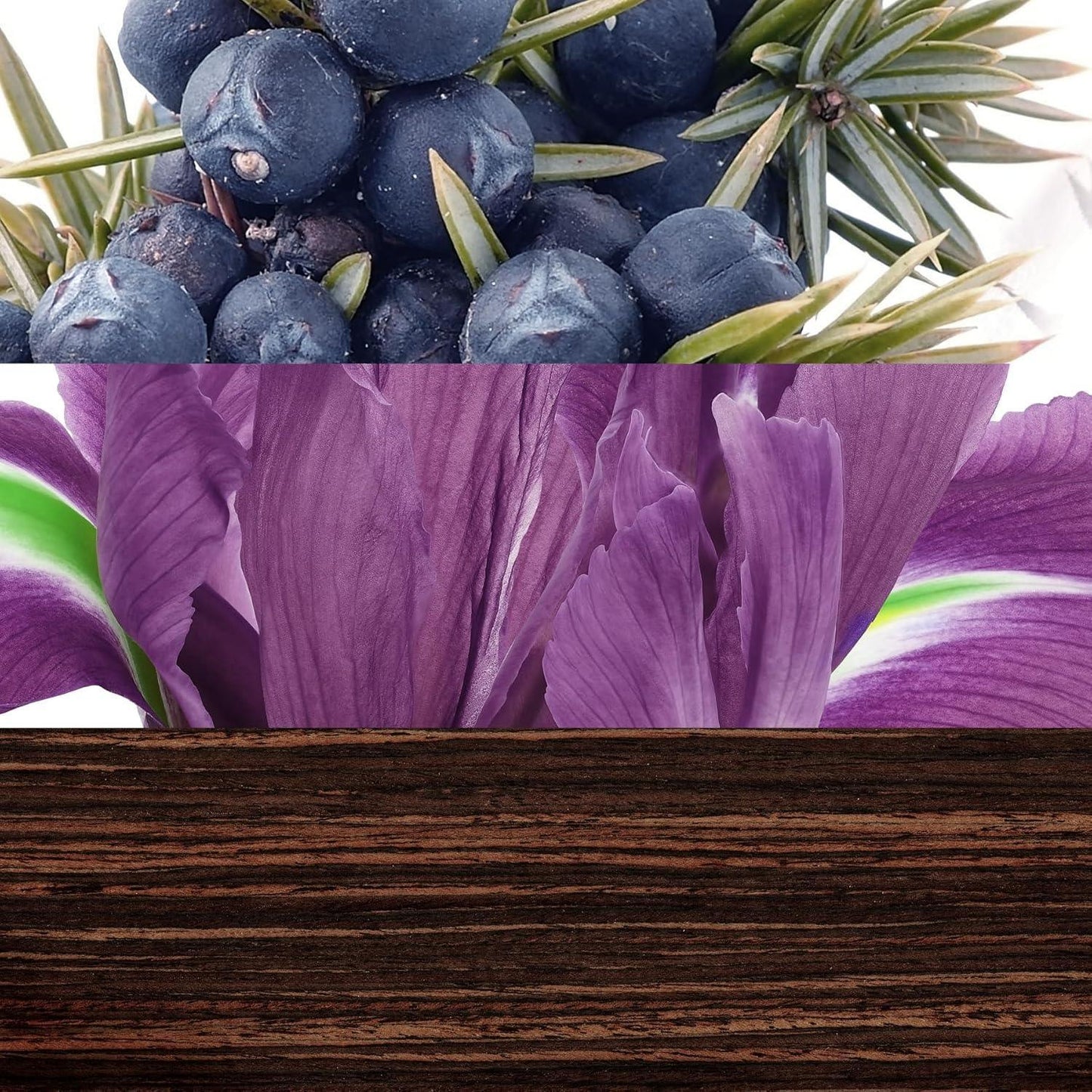 Juniper berries and purple iris flower on dark wood surface