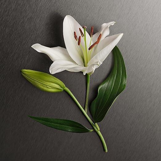White lily flower with green leaves and bud on dark textured surface