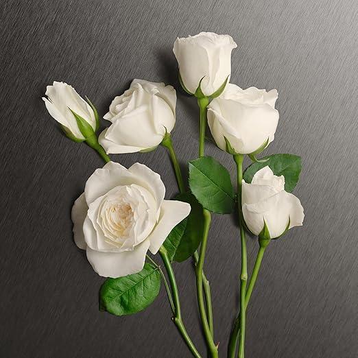 White roses with green leaves on dark textured background