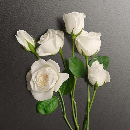 White roses with green leaves on dark textured background