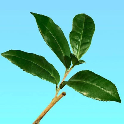 Calvin Klein CK One Unisex Deodorant Stick for Men & Women 75g-Perfumoi