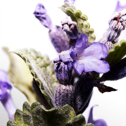 Purple lavender flowers with green leaves in close-up view
