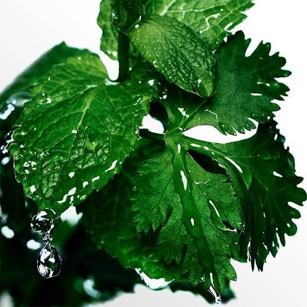 Fresh green leaves with water droplets, natural botanical imagery