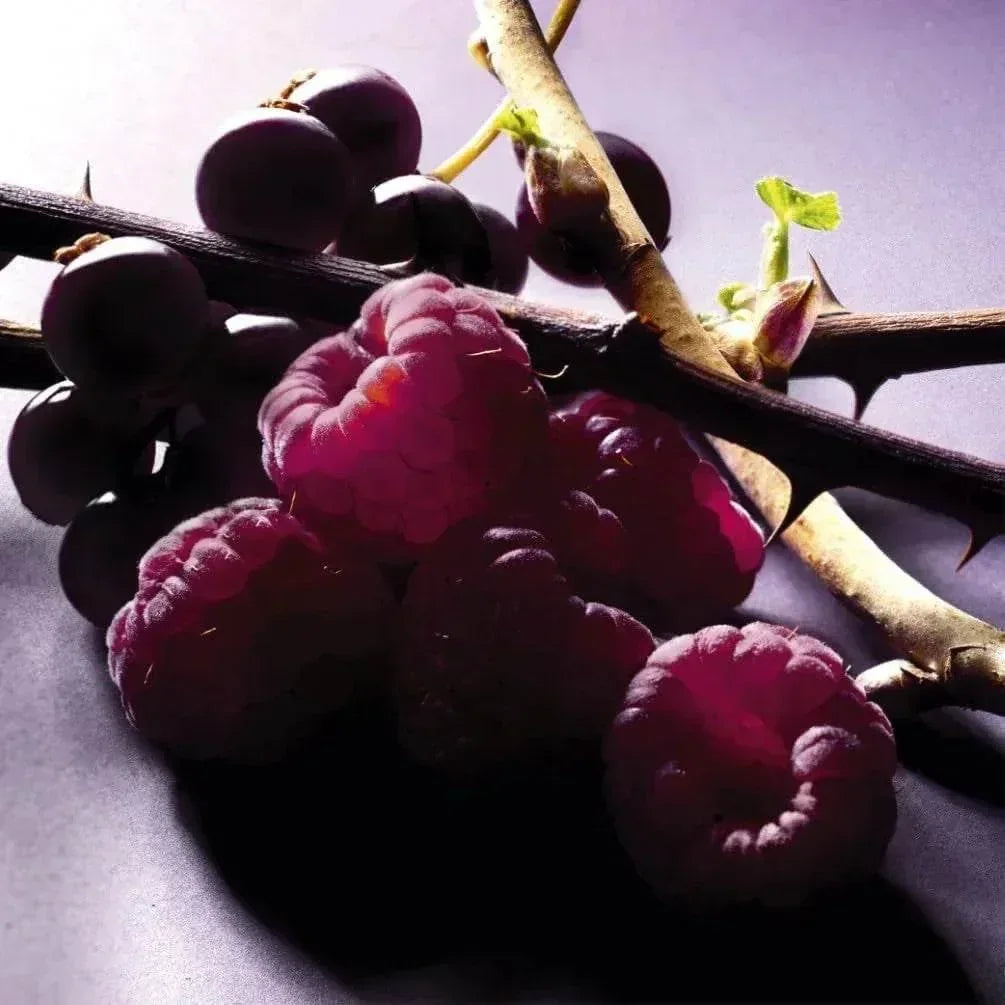 Ripe raspberries and blackcurrants on thorny branches with soft lighting