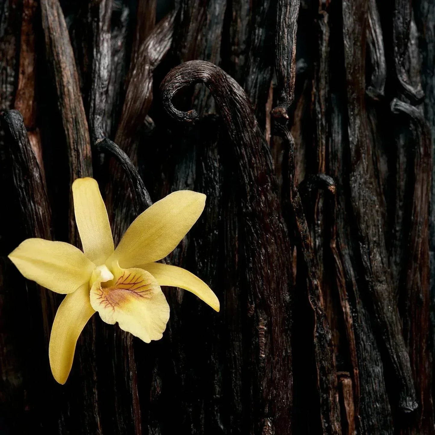 Vanilla orchid flower with dark cured vanilla pods background