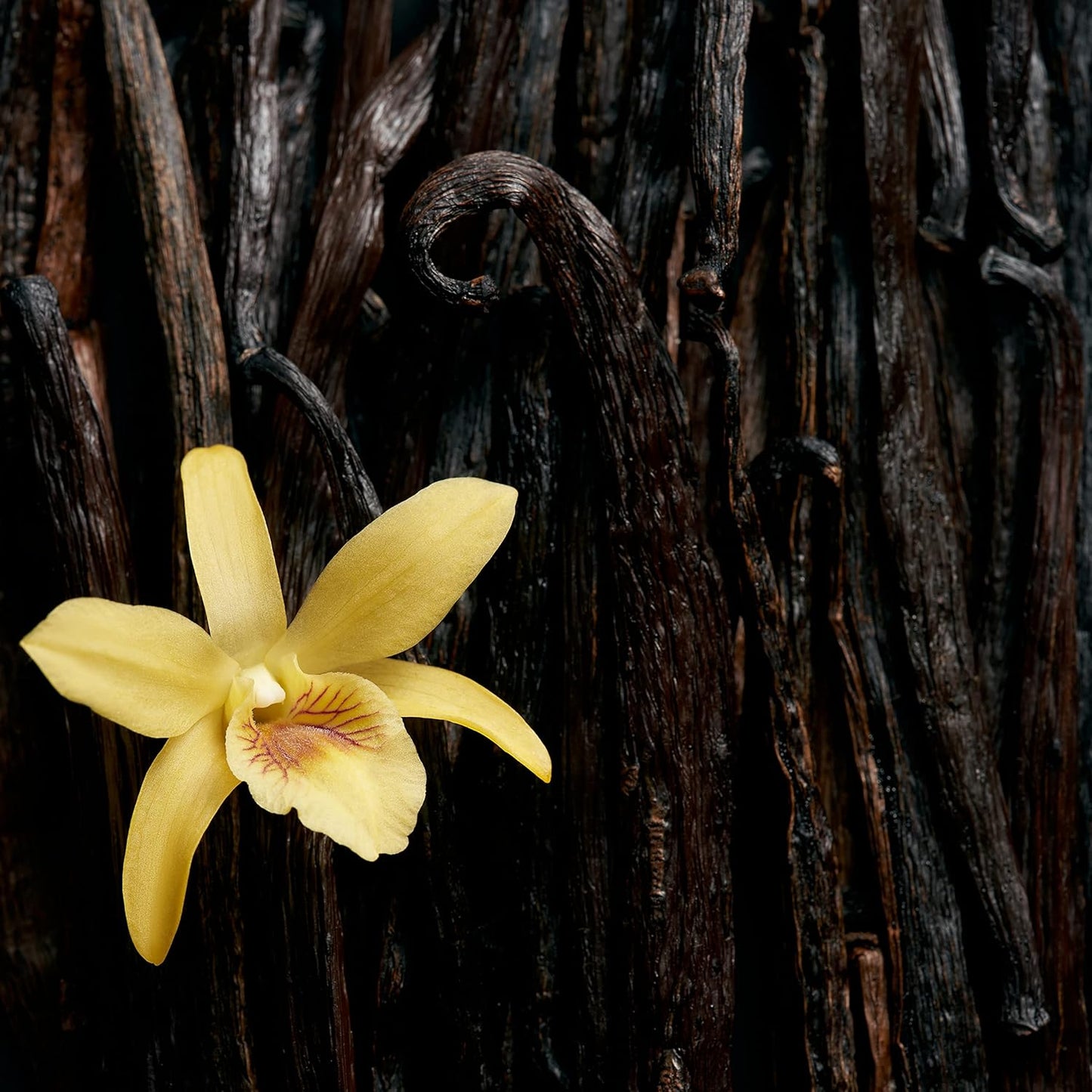 Escada Celebrate Now EDP Spray 80ml