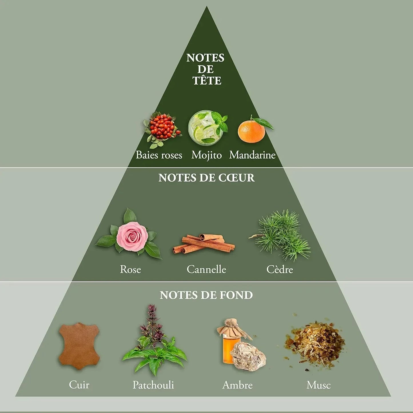 Perfume fragrance notes pyramid showing top heart and base notes with ingredients