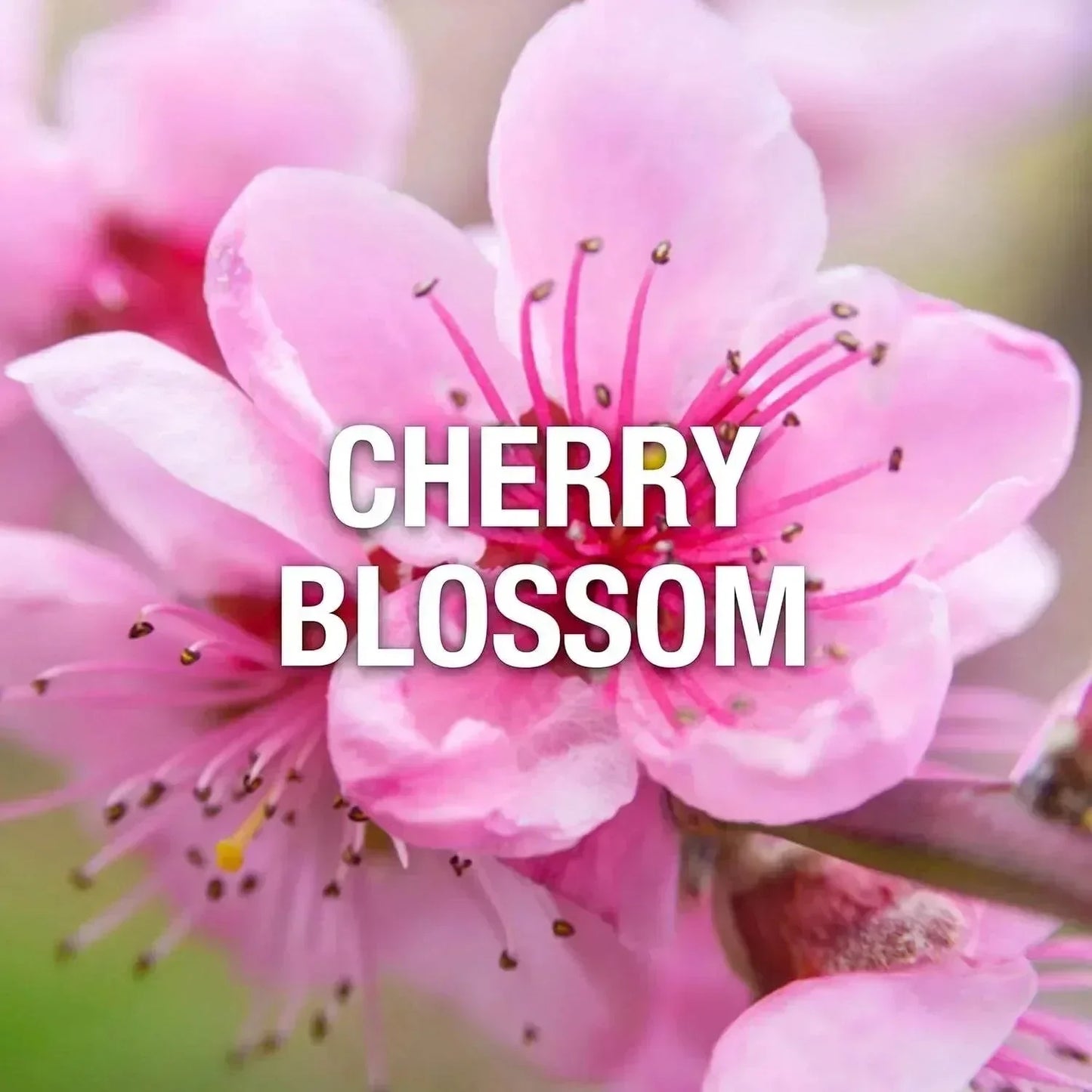 Cherry Blossom fragrance bottle with pink floral design