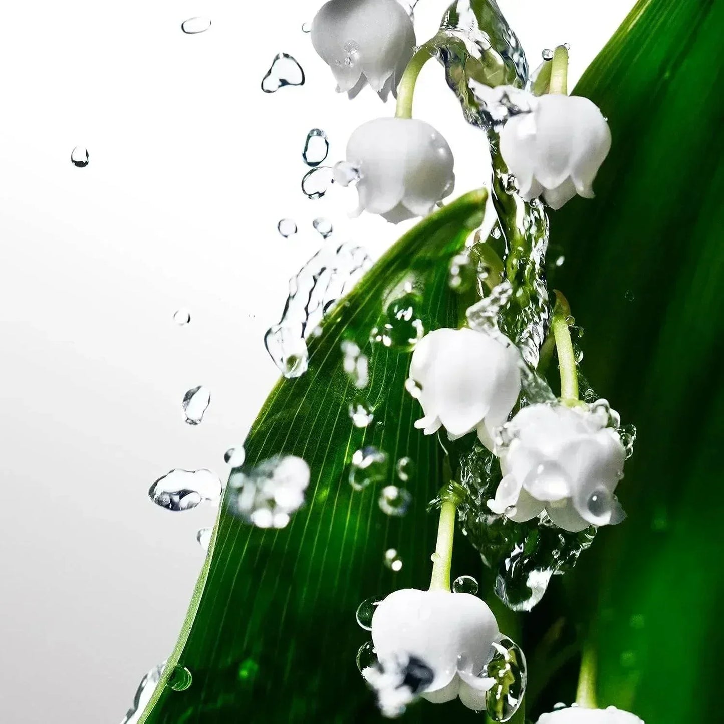 White lily of the valley flowers with water droplets and green leaves