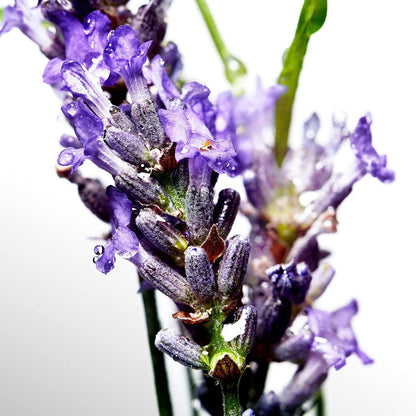 Davidoff Cool Water for Men Deodorant Stick 70g